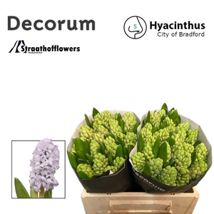 HYAC CITY OF BRADFOR