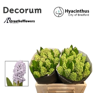 HYAC CITY OF BRADFOR