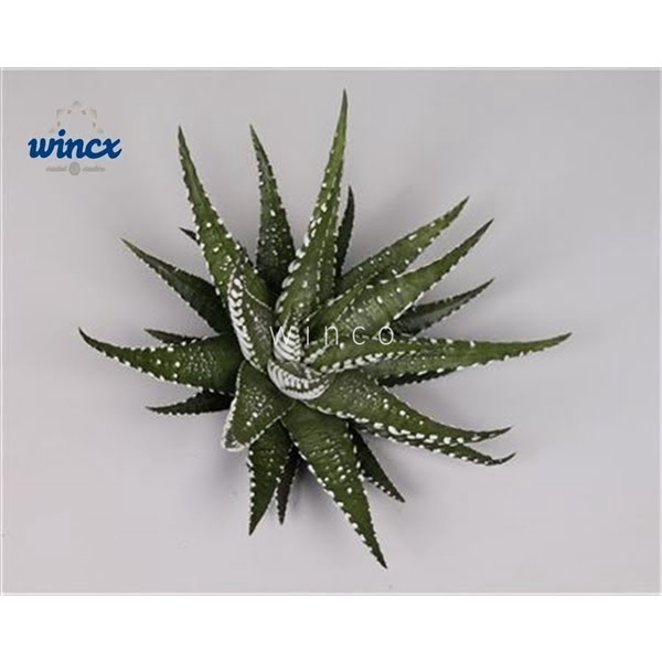 <h4>Haworthia Fasc. Big Band Cutfl</h4>