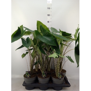 Alocasia zebrina