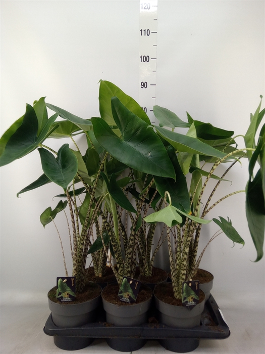 <h4>Alocasia zebrina</h4>