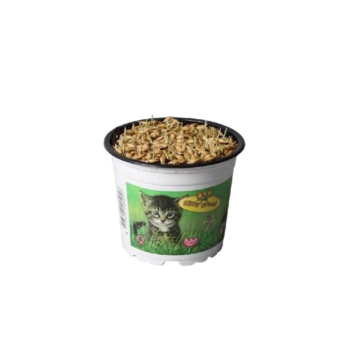 <h4>Kattegras PetSnack, bedruckter Topf</h4>