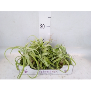 Tillandsia