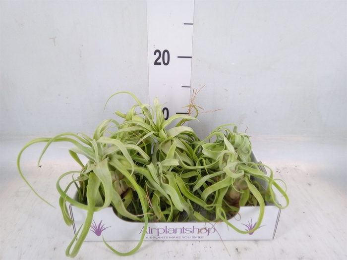 <h4>Tillandsia</h4>