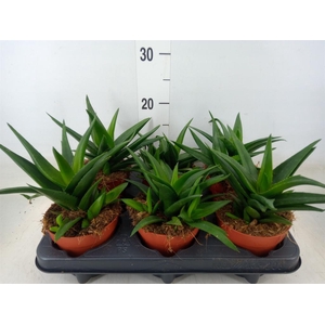 Haworthia pumila 'West Jogoo'