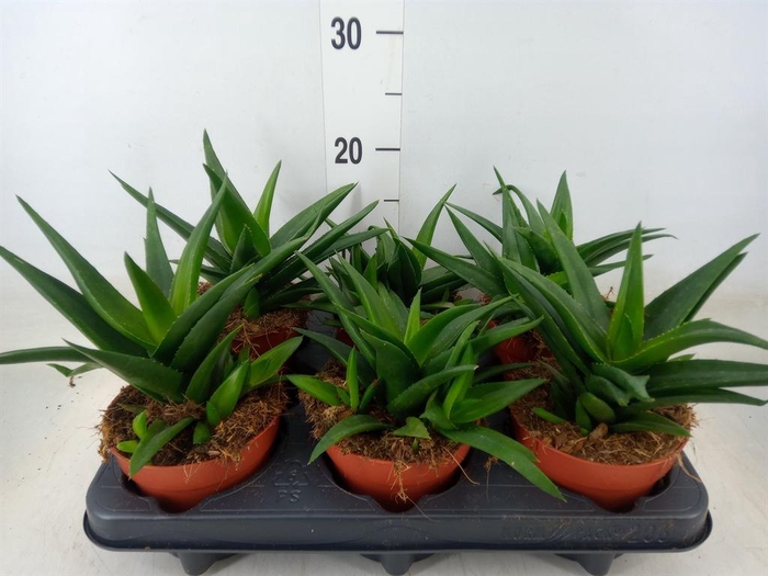 <h4>Haworthia pumila 'West Jogoo'</h4>