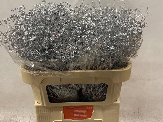 <h4>CHAME OV KLB H%</h4>