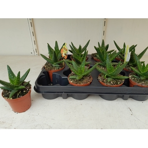 ALOE OV