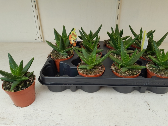 <h4>ALOE OV</h4>