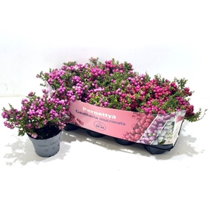 GAULTH MUCRONATA MIX P14