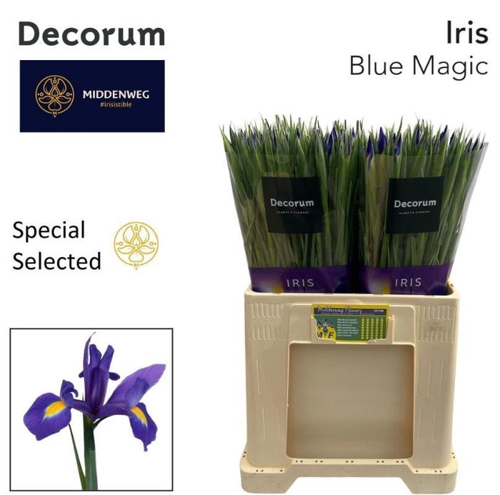 <h4>Iris Blue Magic</h4>