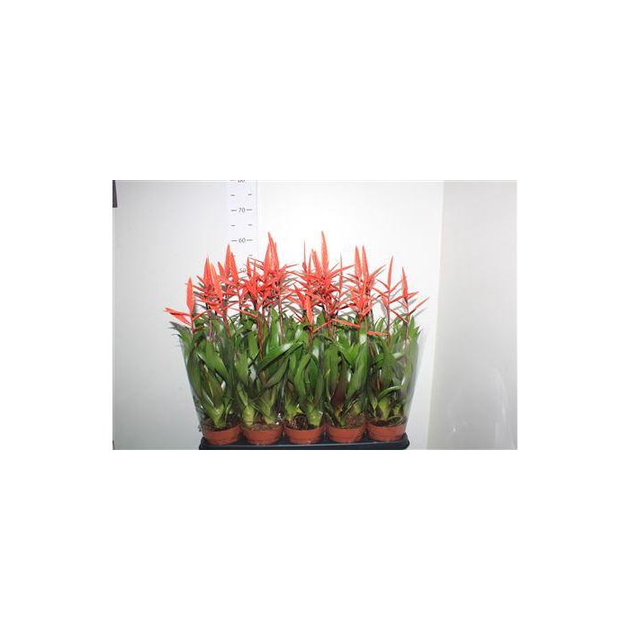 <h4>Vries Elan 3 Flower</h4>