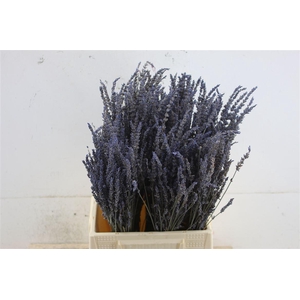 Lavendel Dried 50gr Box