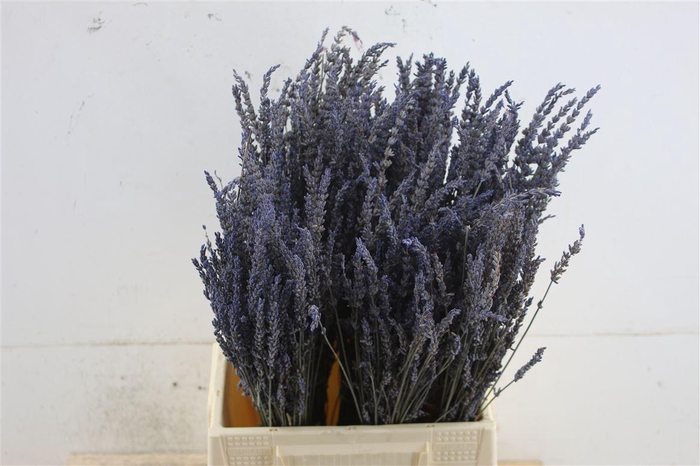 <h4>Lavendel Dried 50gr Box</h4>