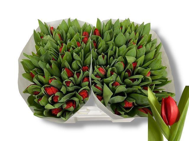 <h4>TU EN ESCAPE</h4>