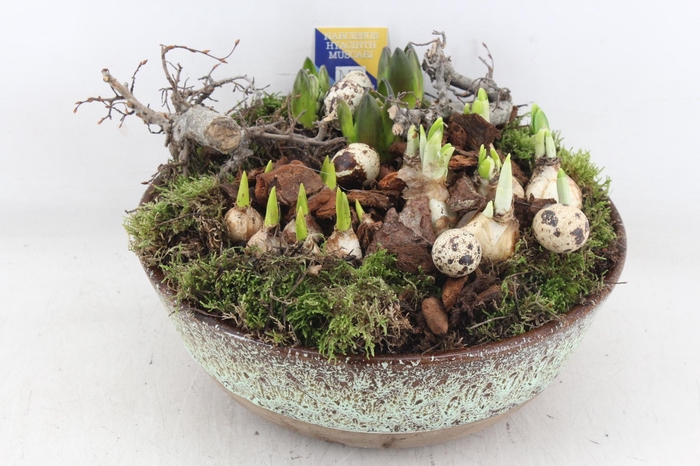 <h4>arr4 Bollenmix MB - Luxe schaal L 338/2</h4>