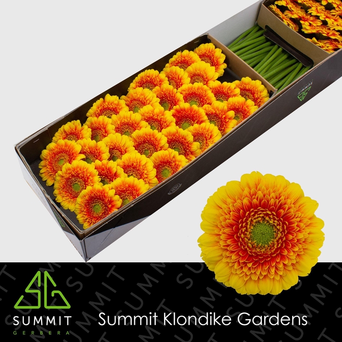 <h4>GE MI ARIBA Doos</h4>