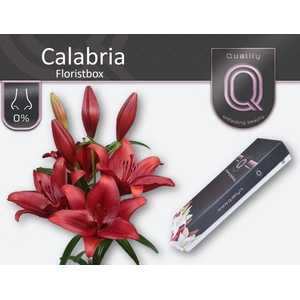 LI LA CALABRIA FLORISTBOX 4+