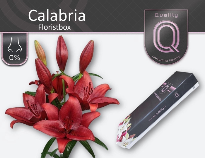<h4>LI LA CALABRIA FLORISTBOX 4+</h4>