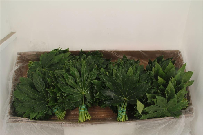 <h4>FATSIA JAPONICA BLAD</h4>