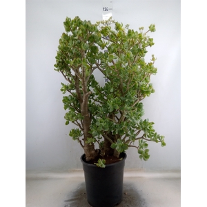 Crassula arborescens
