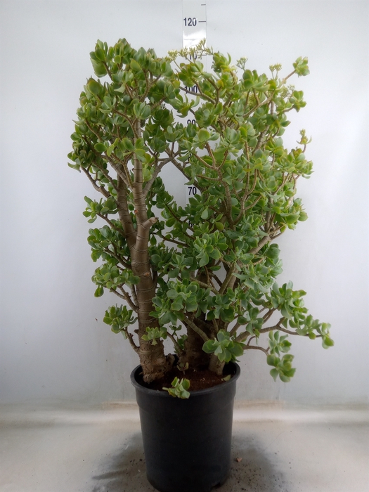 <h4>Crassula arborescens</h4>