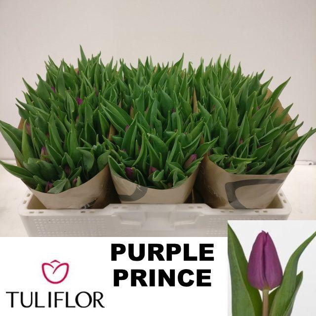 <h4>TU EN PURPLE PRINCE</h4>