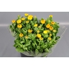 CALENDULA YELLOW