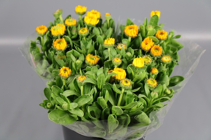CALENDULA YELLOW