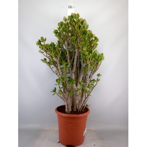 Crassula ovata