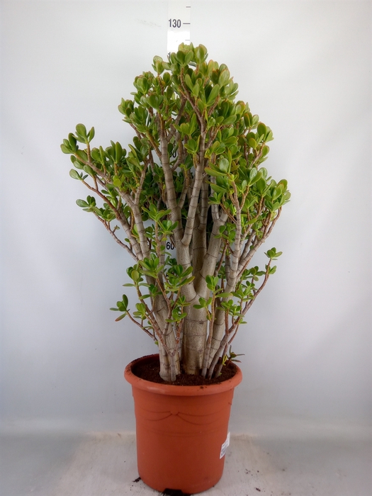 <h4>Crassula ovata</h4>