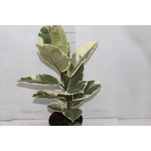 FICUS ELASTICA TINEKE P17