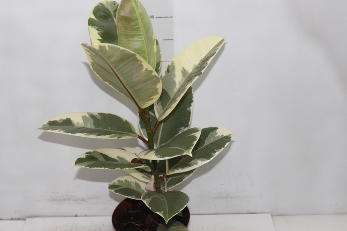 FICUS ELASTICA TINEKE P17