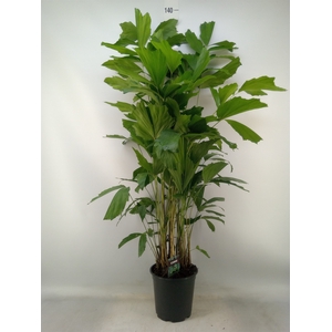 Caryota mitis