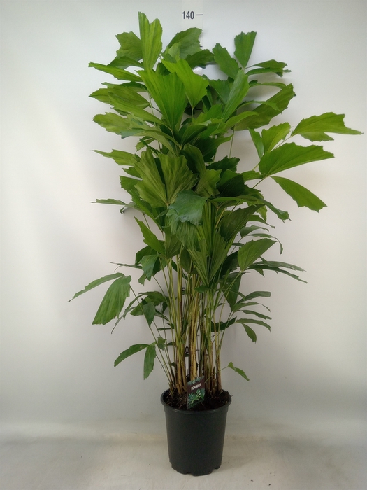 <h4>Caryota mitis</h4>
