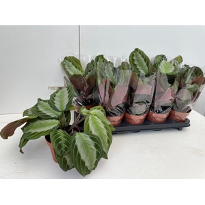 MARANTA EXCLUS GREY