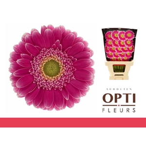 Germini Wonderwall Diamond