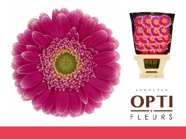 <h4>Germini Wonderwall Diamond</h4>