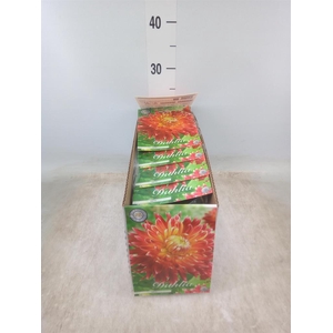 Dahlia   ...flowerbulbs