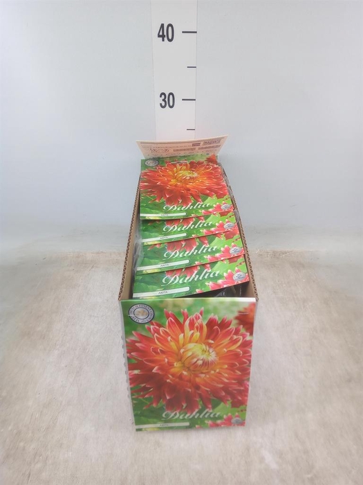 <h4>Dahlia   ...flowerbulbs</h4>