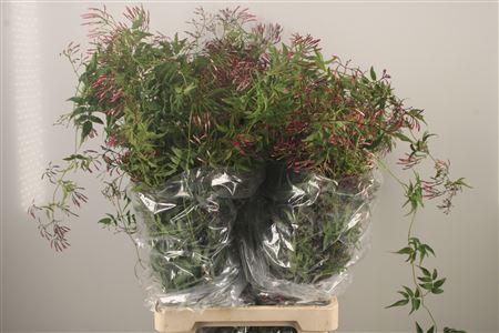 <h4>Jasmijnranken Per Bunch</h4>