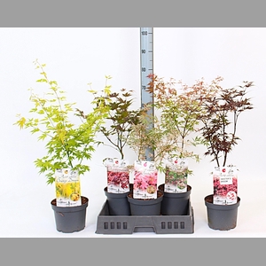 ACER OV