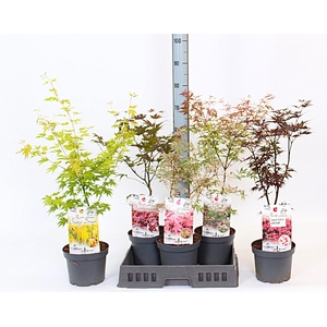 ACER OV