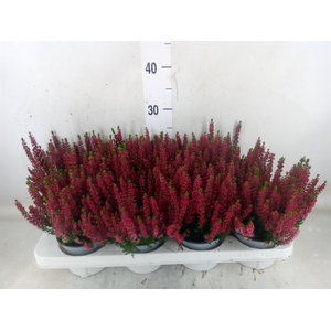 Calluna vulg. 'Beauty L Steffi'
