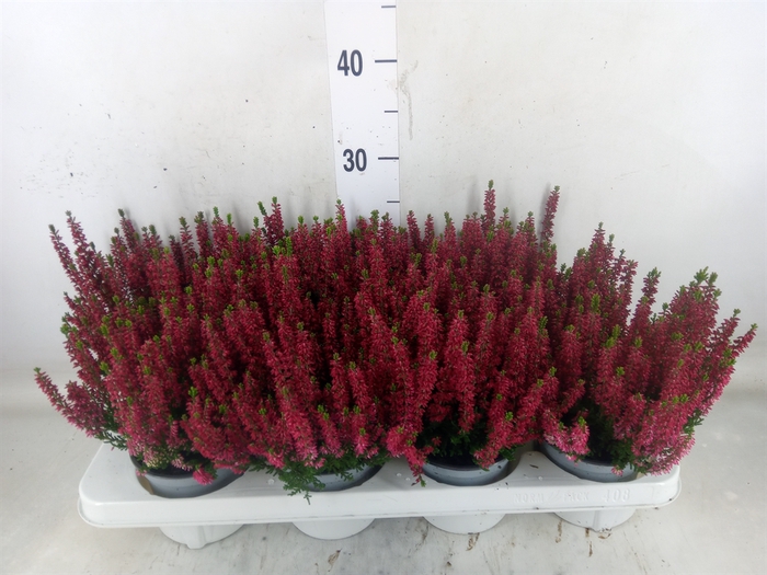 <h4>Calluna vulg. 'Beauty L Steffi'</h4>