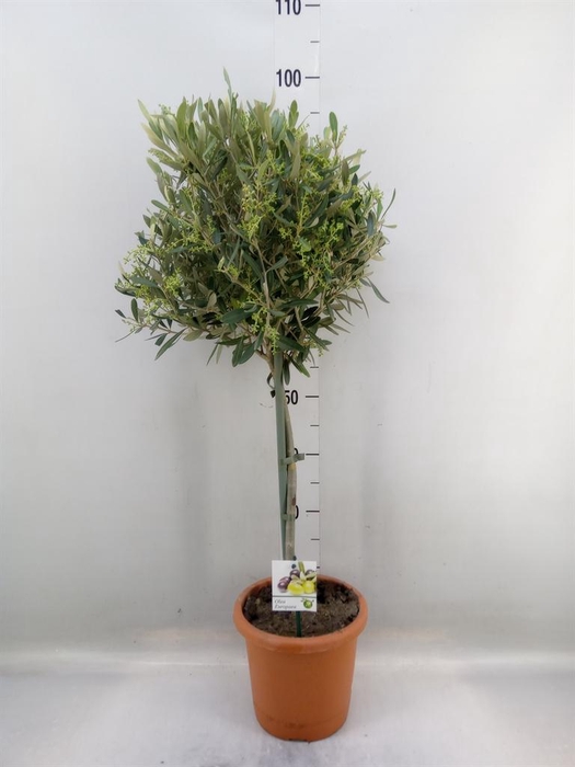 <h4>Olea europaea</h4>