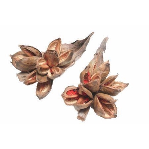 Sororoca Penca 35 Naturel