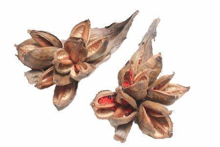 <h4>Sororoca Penca 35 Naturel</h4>