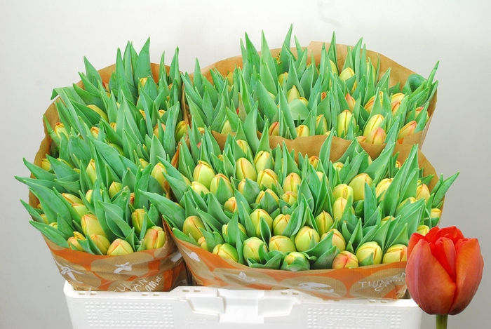 <h4>TU DU ICOON</h4>