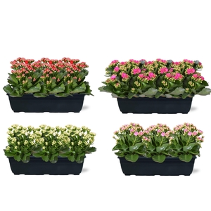 Hello Summer mix Kalanchoe Blossfeldiana in Duobak 40cm
